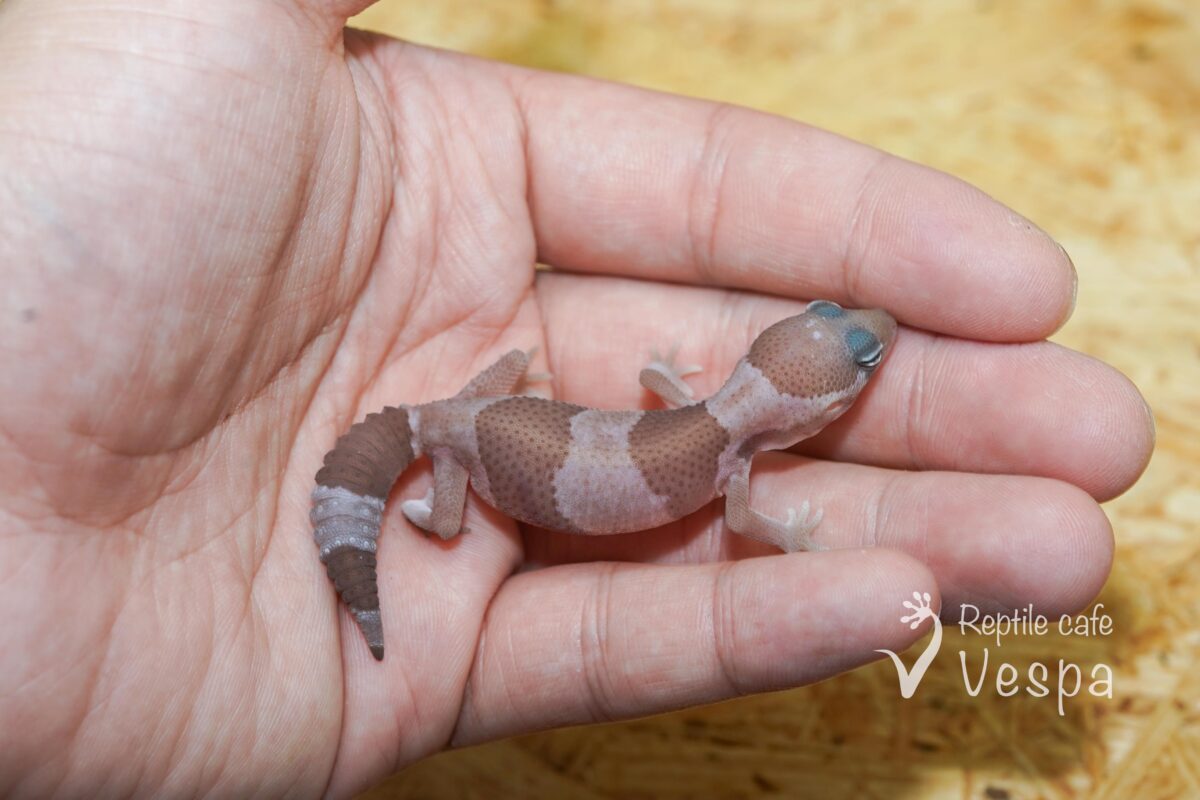 ニシアフリカトカゲモドキ　スノー♂