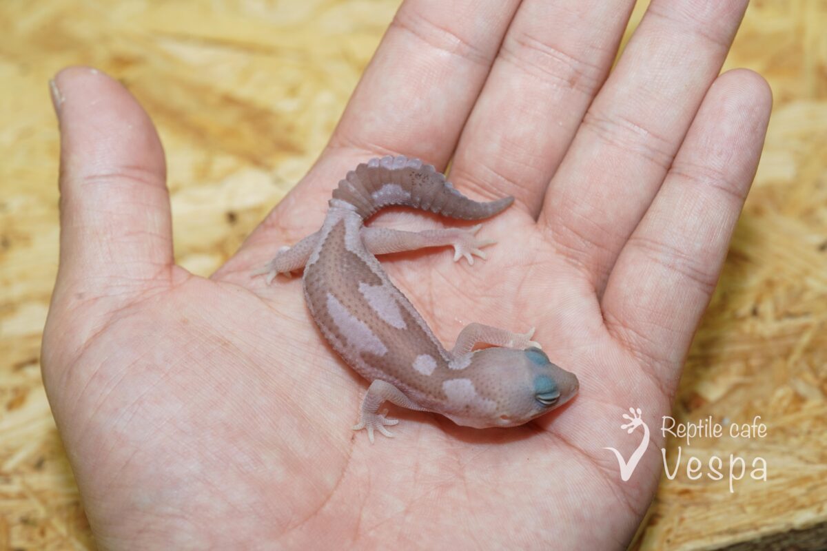 ニシアフリカトカゲモドキ　スノーズールー♂