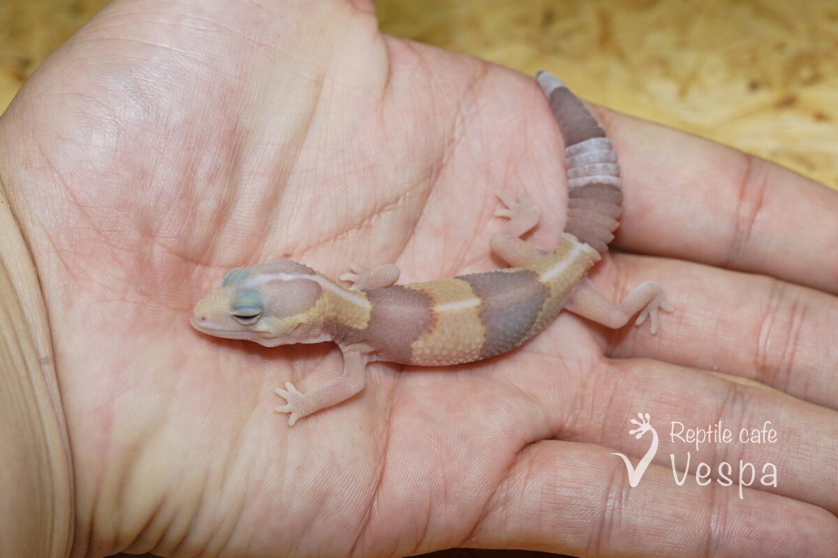 ニシアフリカトカゲモドキ　アメル het ラキビノ