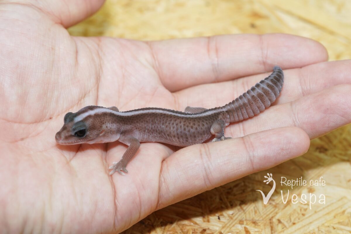 ニシアフリカトカゲモドキ　オレオパターンレス♂