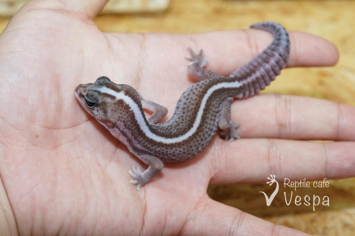 ニシアフリカトカゲモドキ　オレオパターンレス♀
