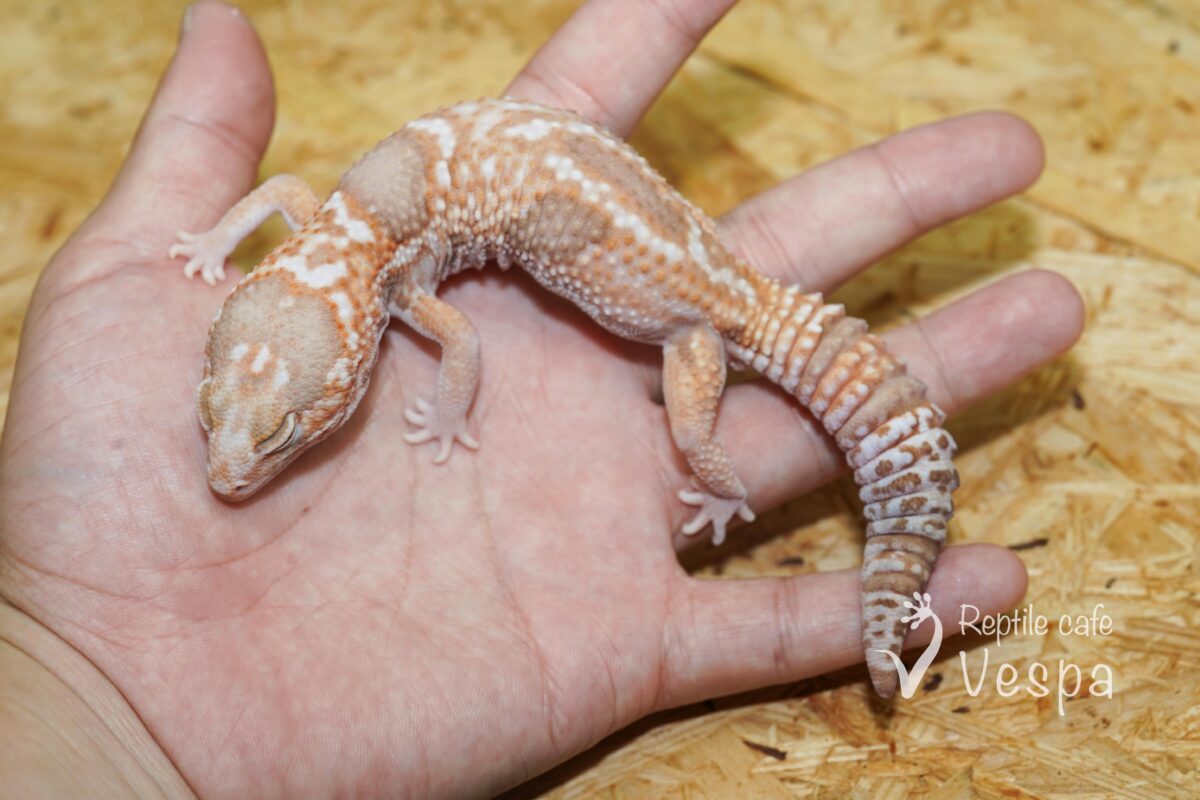 ニシアフリカトカゲモドキ　ホワイトアウトアメル♂
