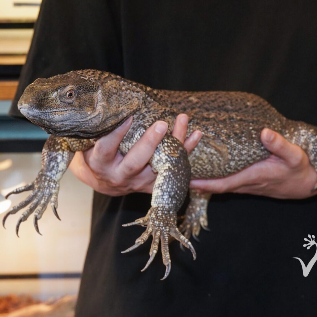 アフリカンロックモニター　飼い込み