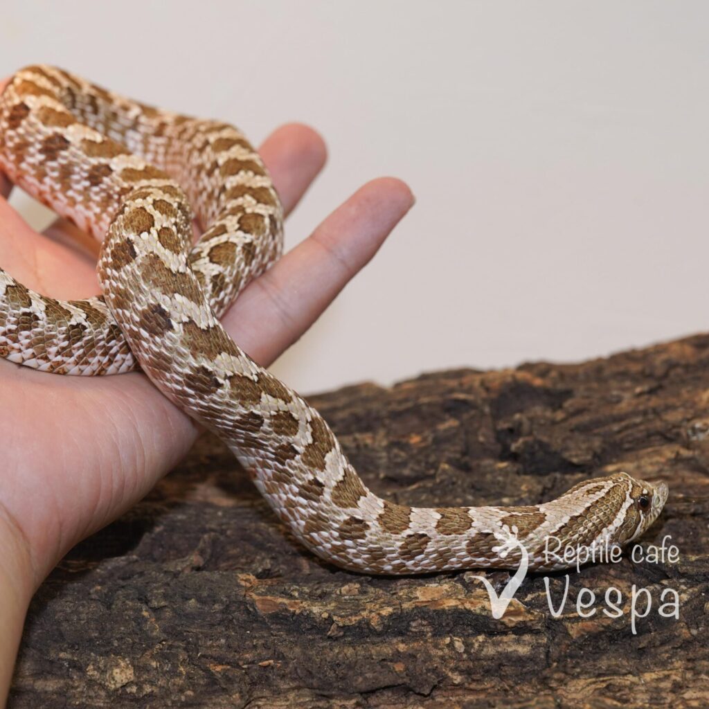 セイブシシバナヘビ　ノーマル