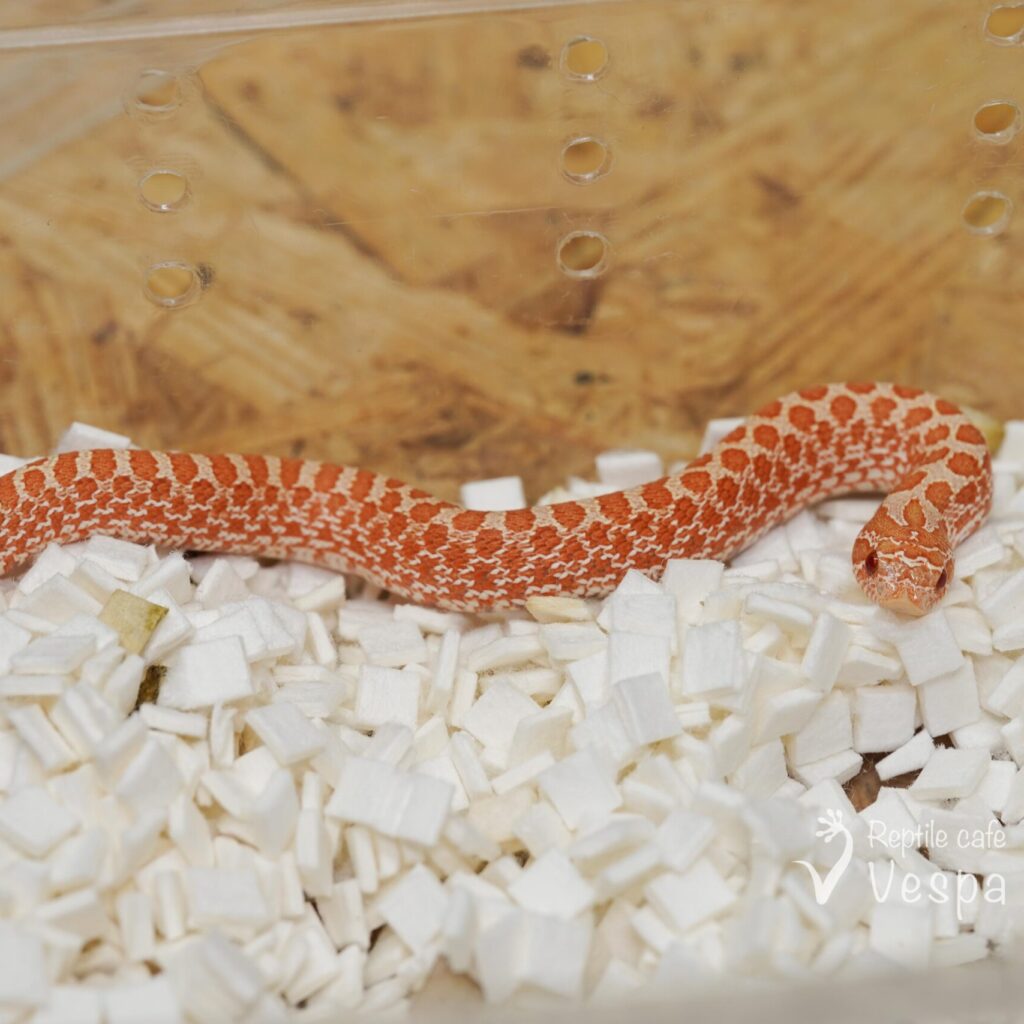 セイブシシバナヘビ　レッドアルビノ♀