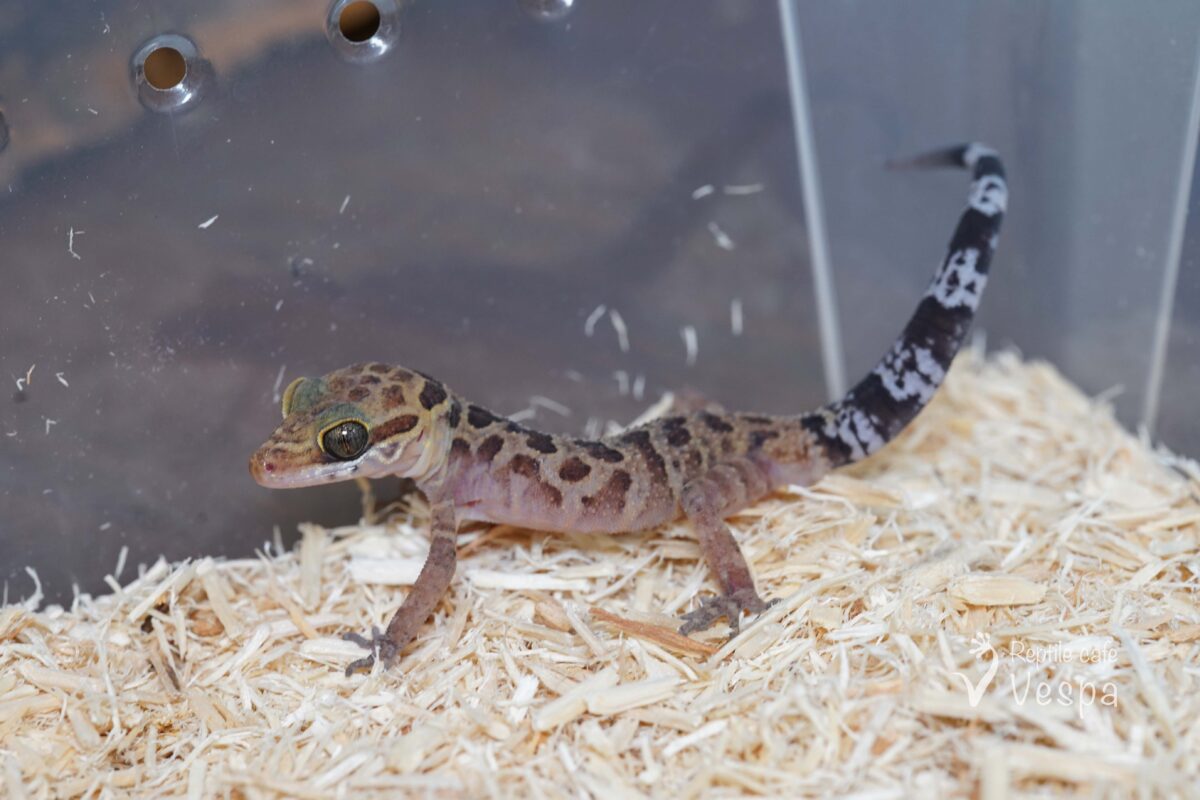 ワキジマホソユビヤモリ♂