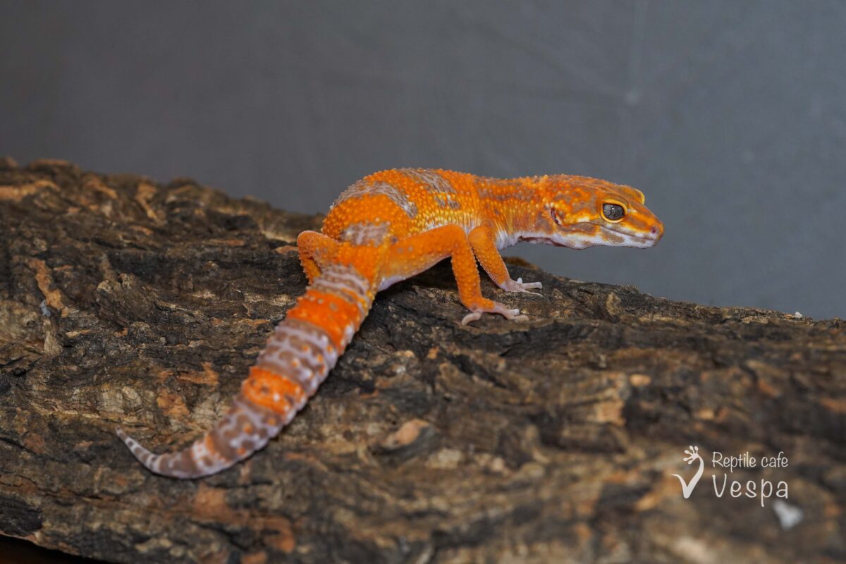 レオパードゲッコー　タンジェリントレンパー