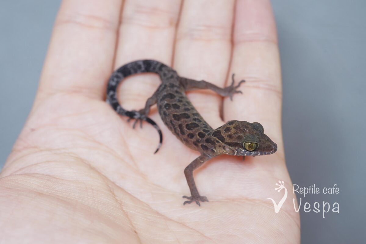 ワキジマホソユビヤモリ♂
