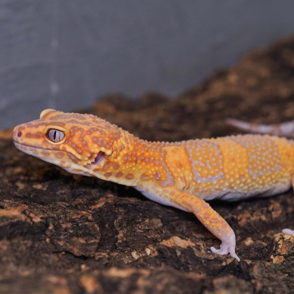 レオパードゲッコー　タンジェリントレンパー het ラプター♂