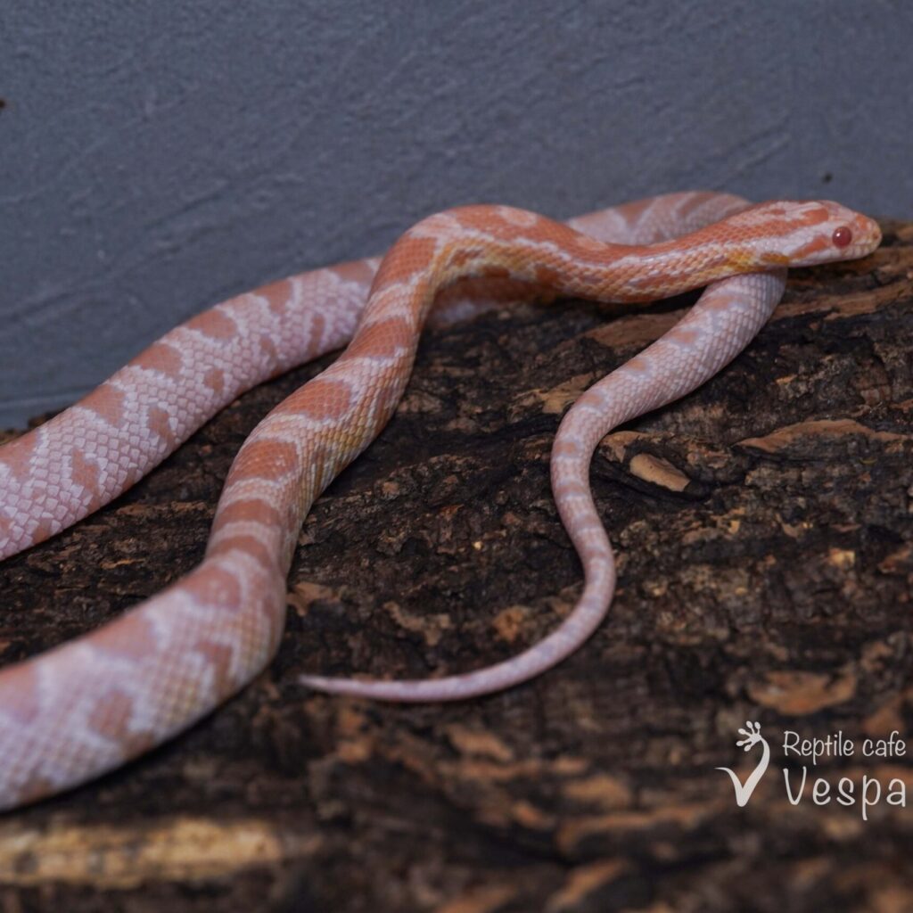 コーンスネーク　スノー