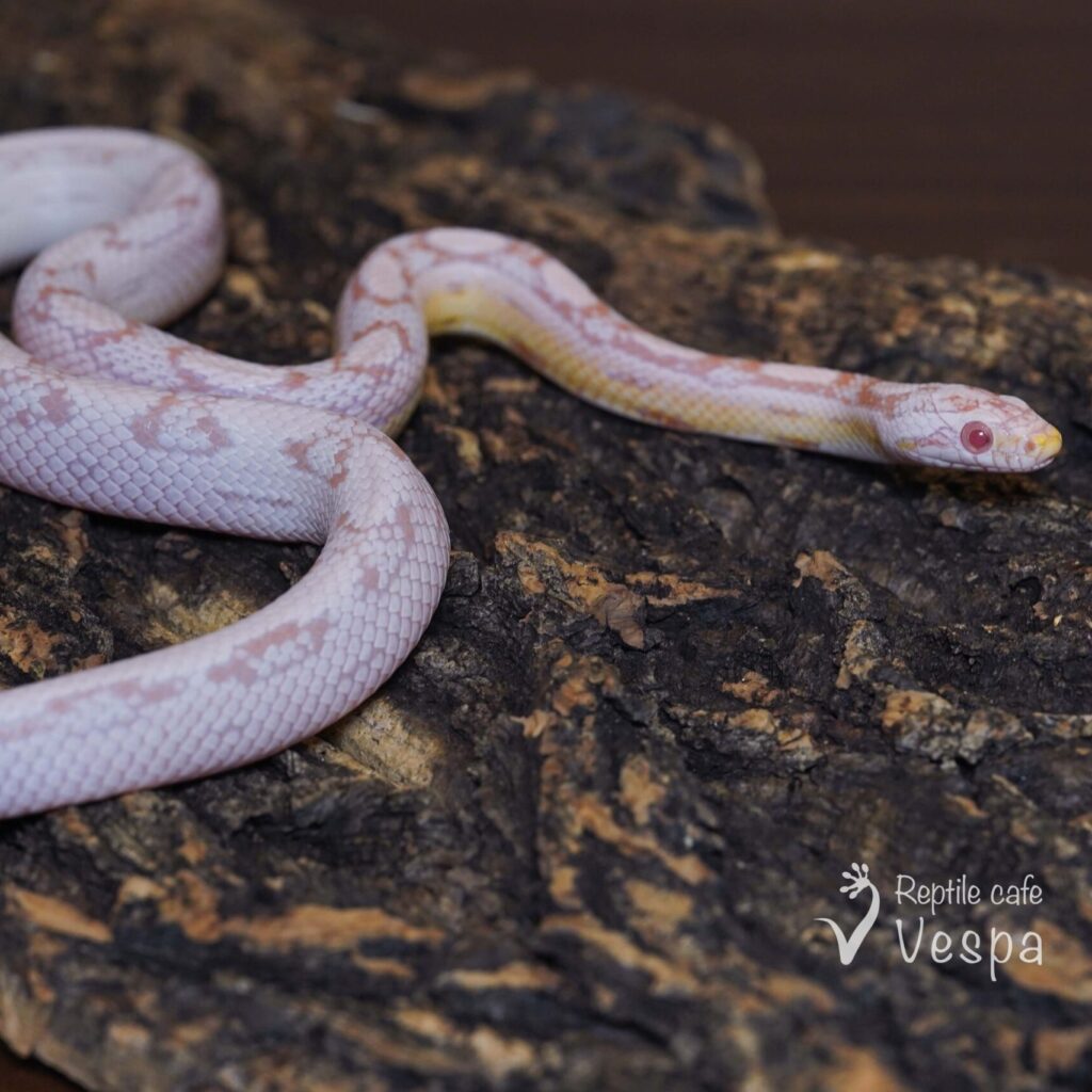 コーンスネーク　スノーモトレー♂