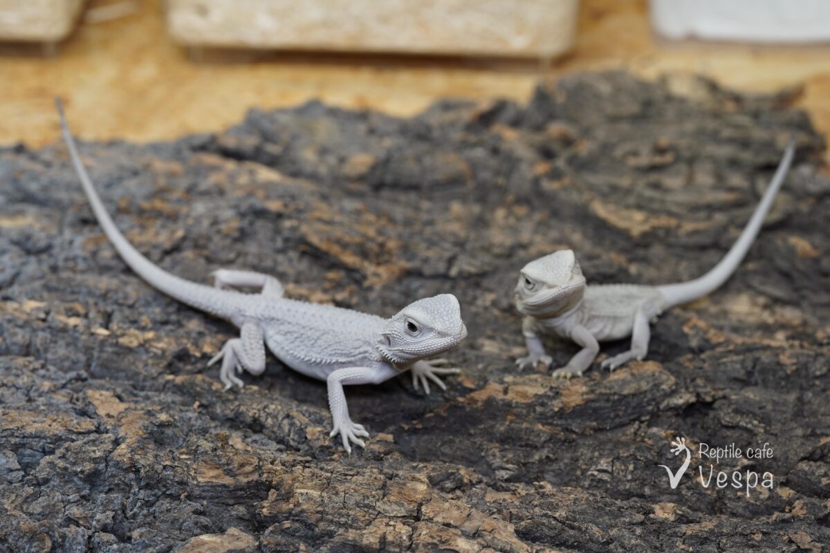 フトアゴヒゲトカゲ　ハイポゼロ