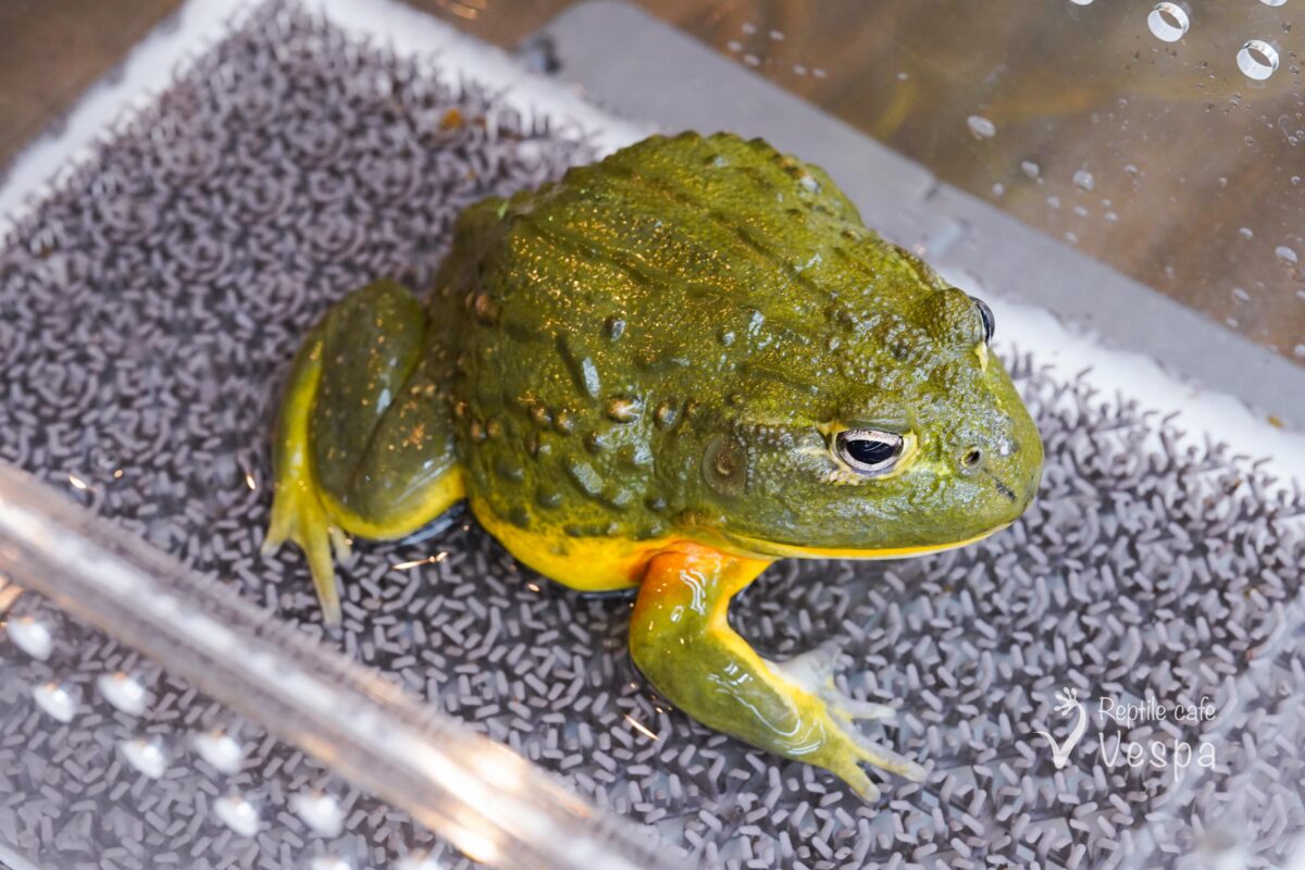 アフリカウシガエル♂