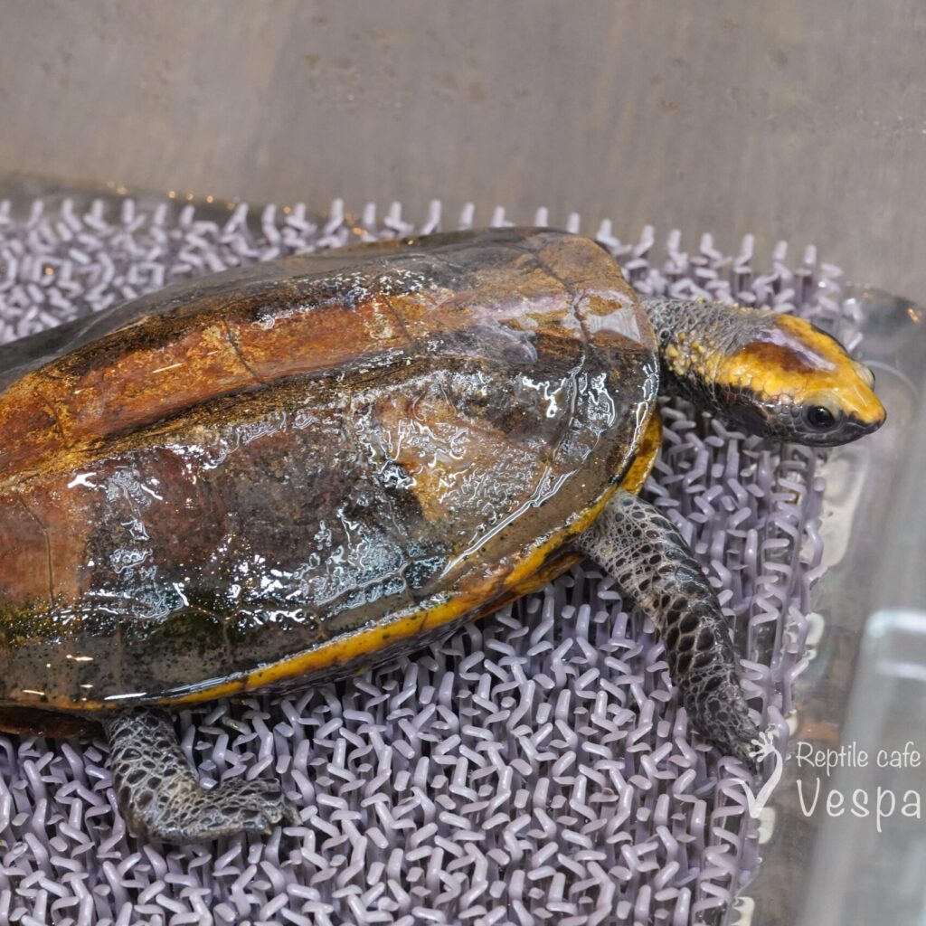 ズアカヒラタヘビクビガメ♀
