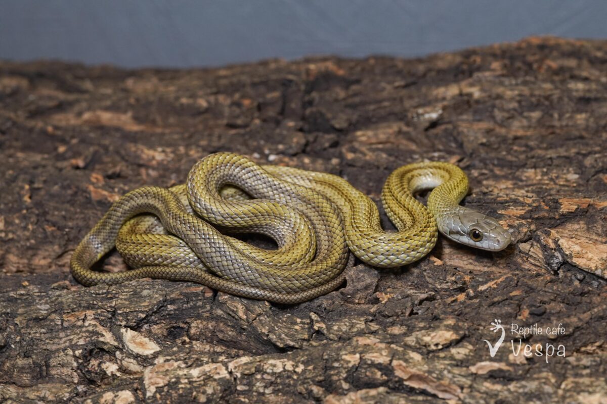 アオダイショウ　パターンレス het アルビノ♀