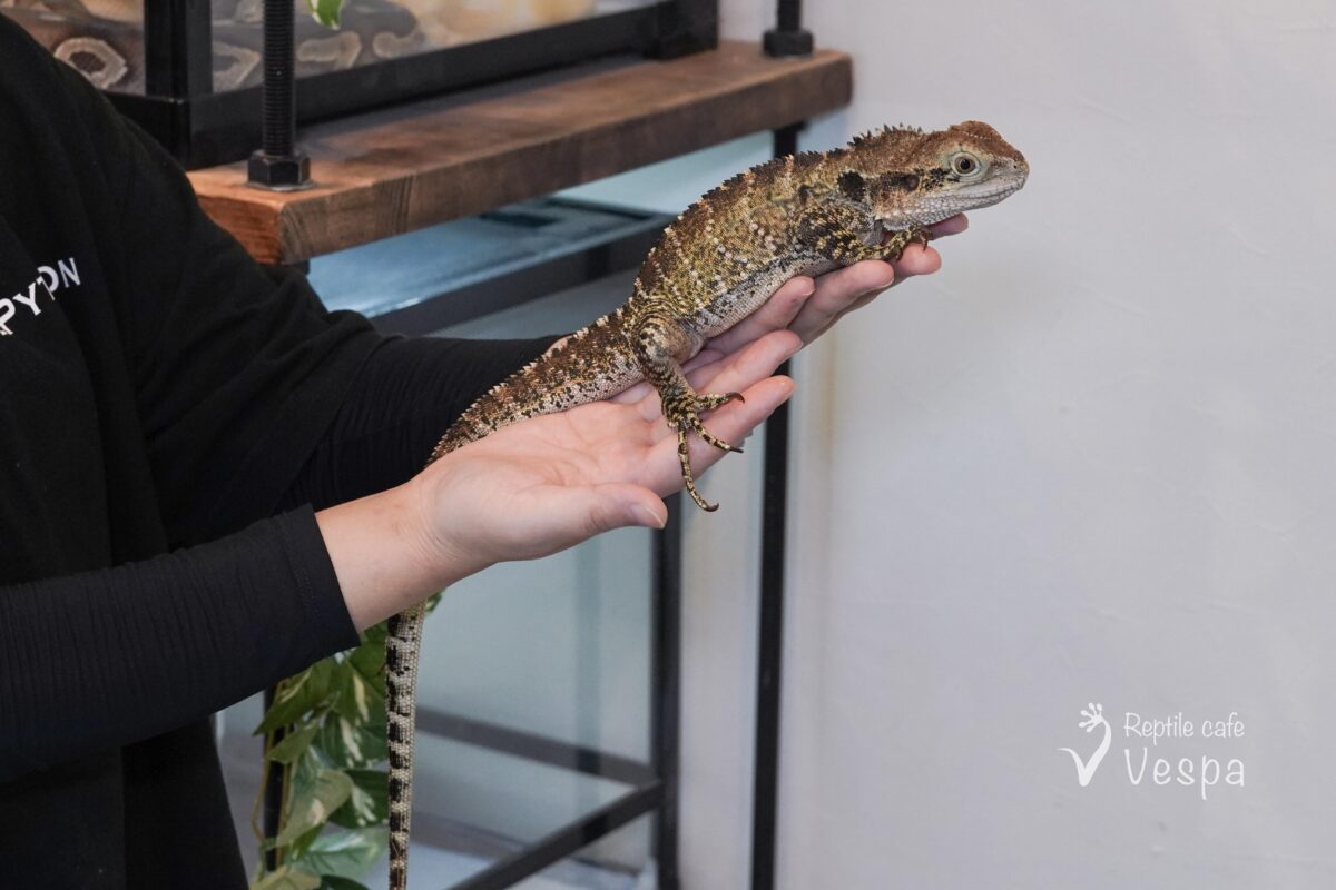 ヒガシウォータードラゴン♀