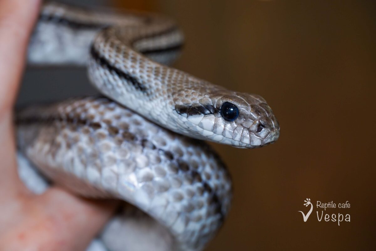 タイリクシマヘビ