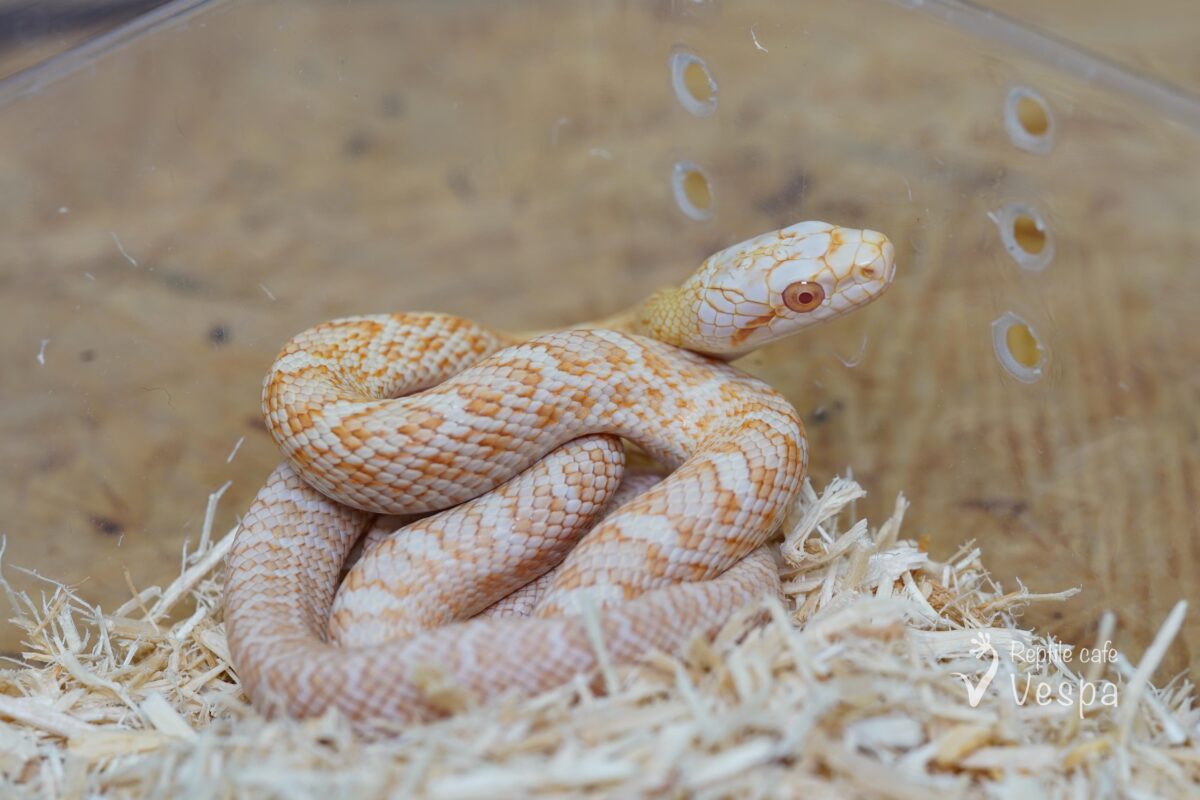 アオダイショウ　アルビノ♂