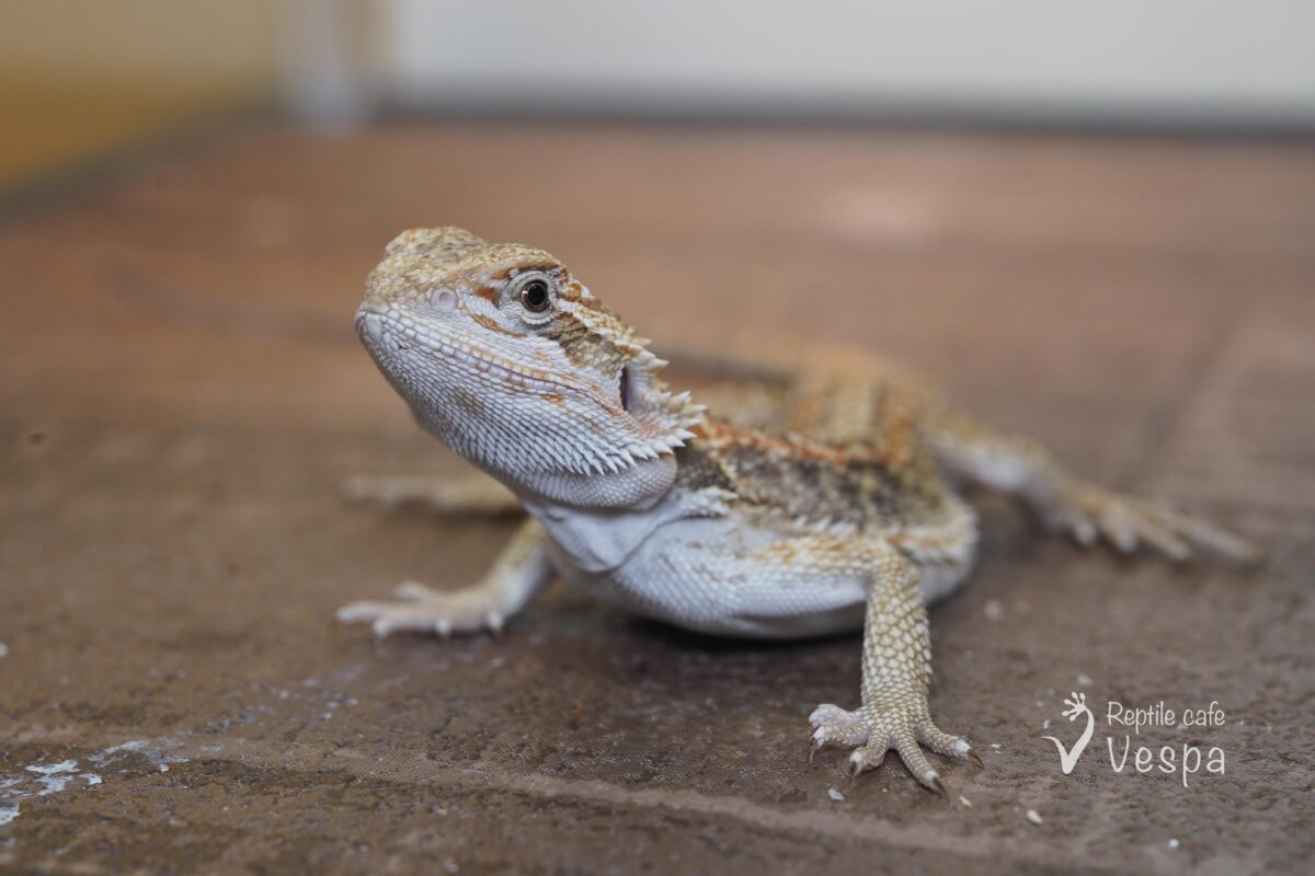 フトアゴヒゲトカゲ　ハイカラー