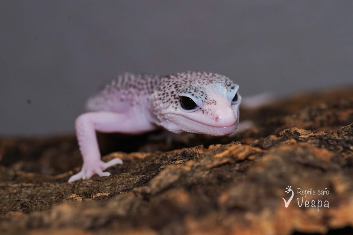 レオパードゲッコー　ギャラクシー