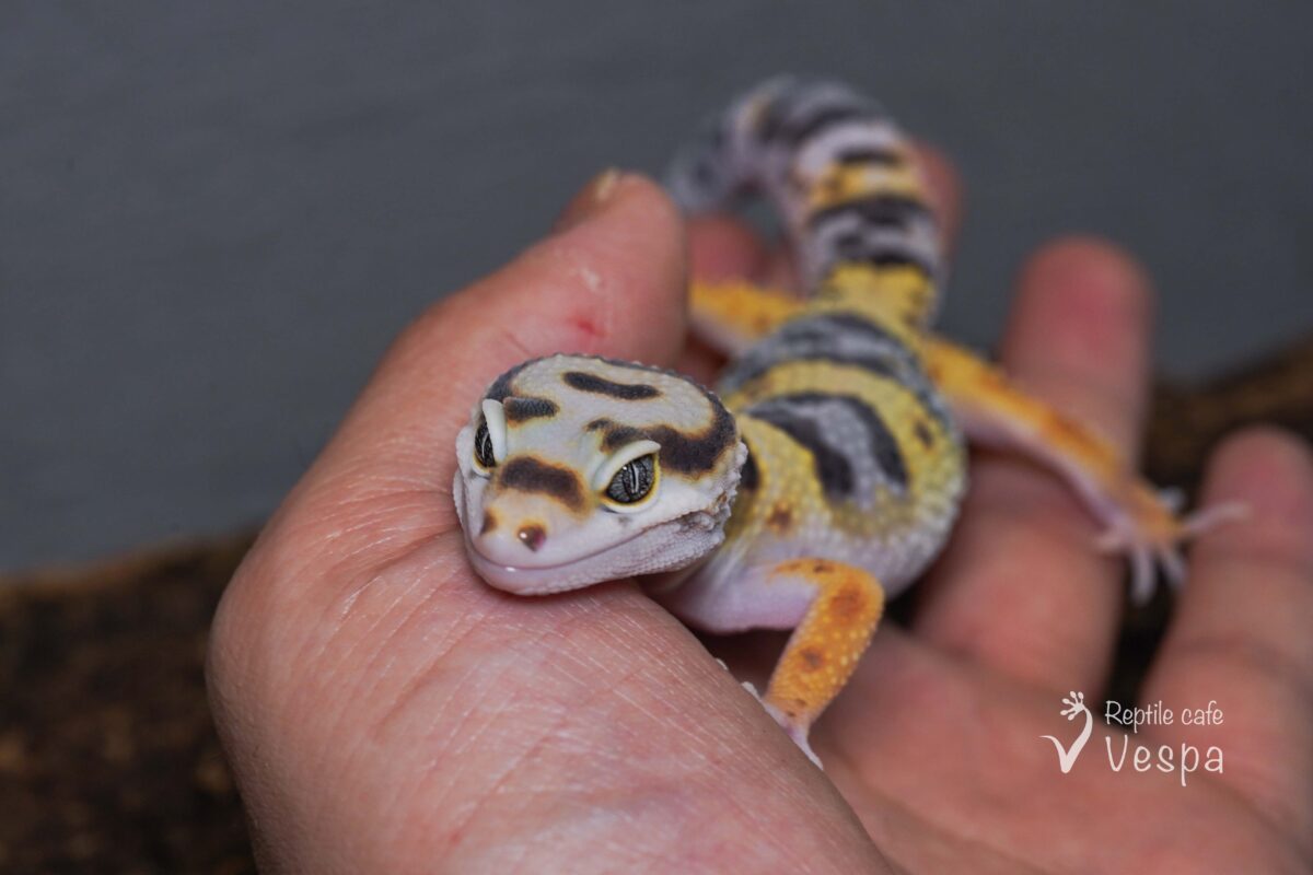 レオパードゲッコー　バンディット