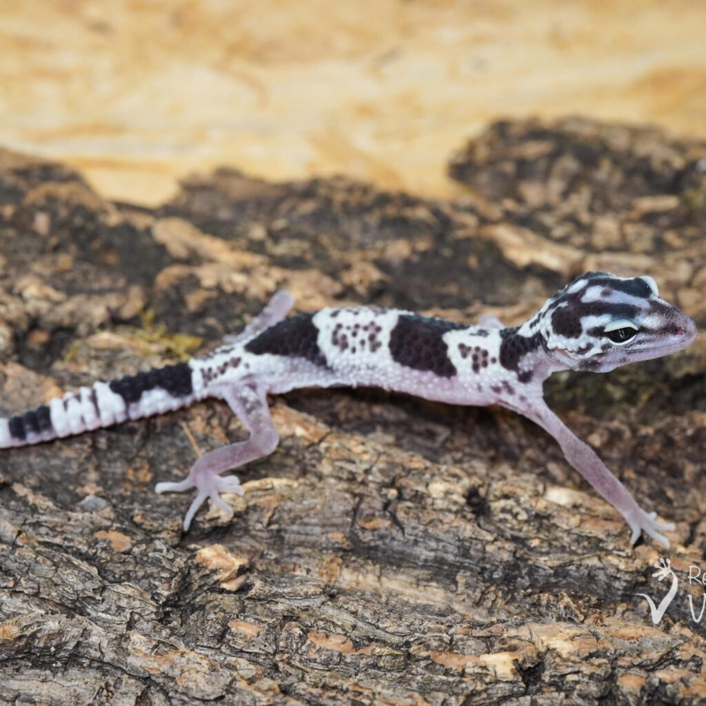 オバケトカゲモドキ　イーラム