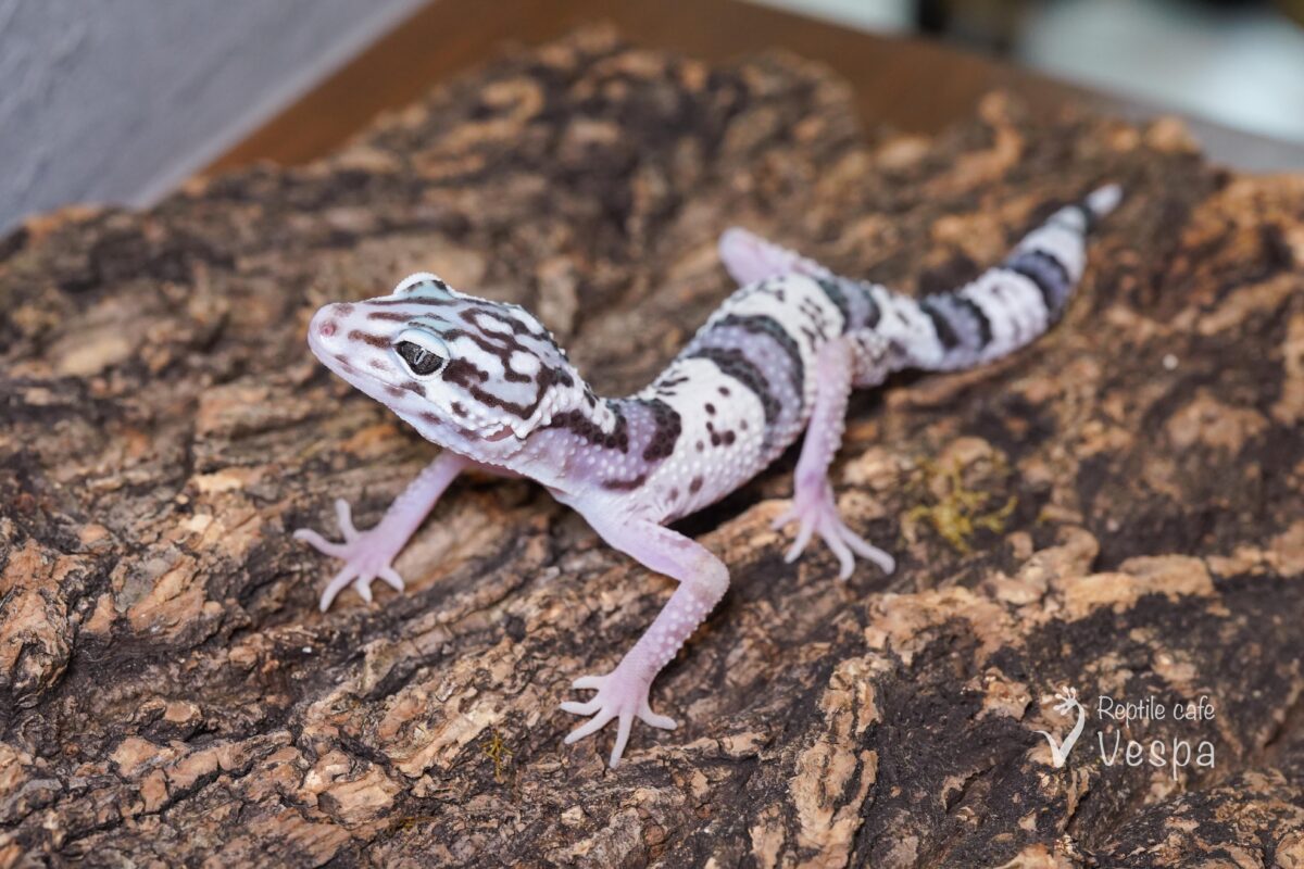 オバケトカゲモドキ　ケルマンシャー