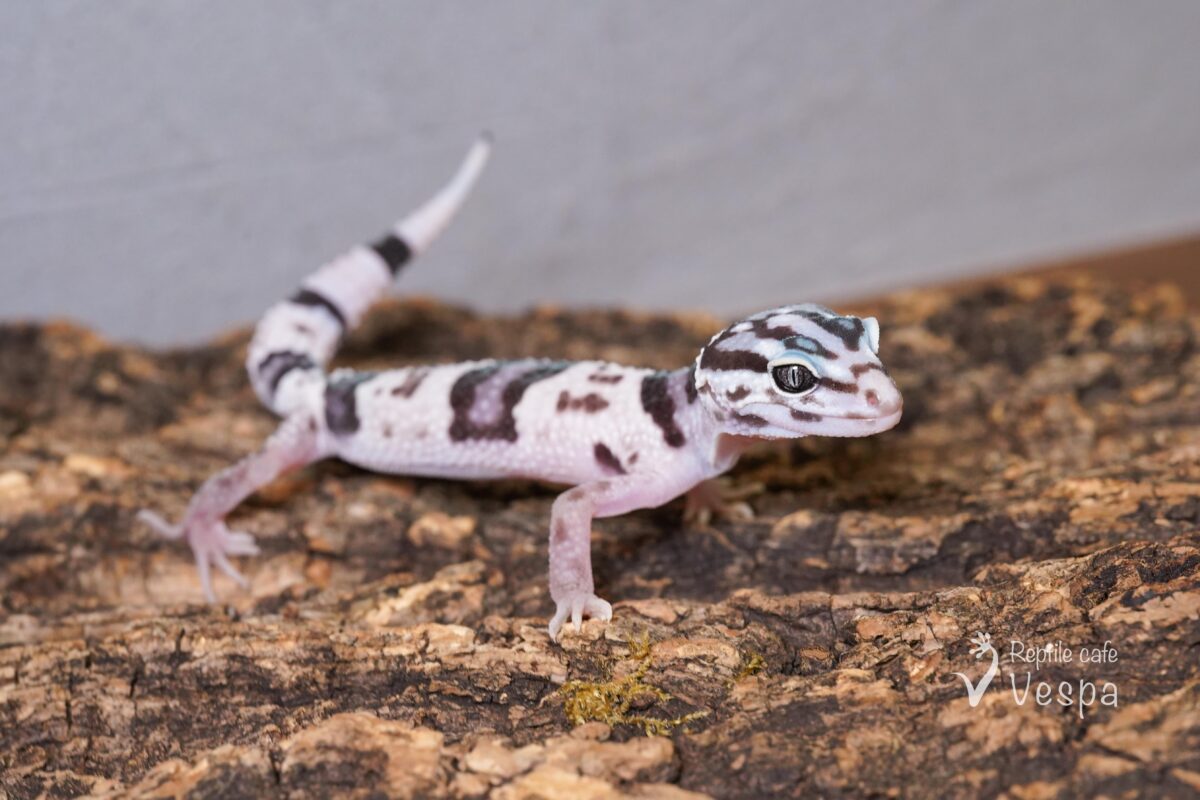 オバケトカゲモドキ　ケルマンシャー