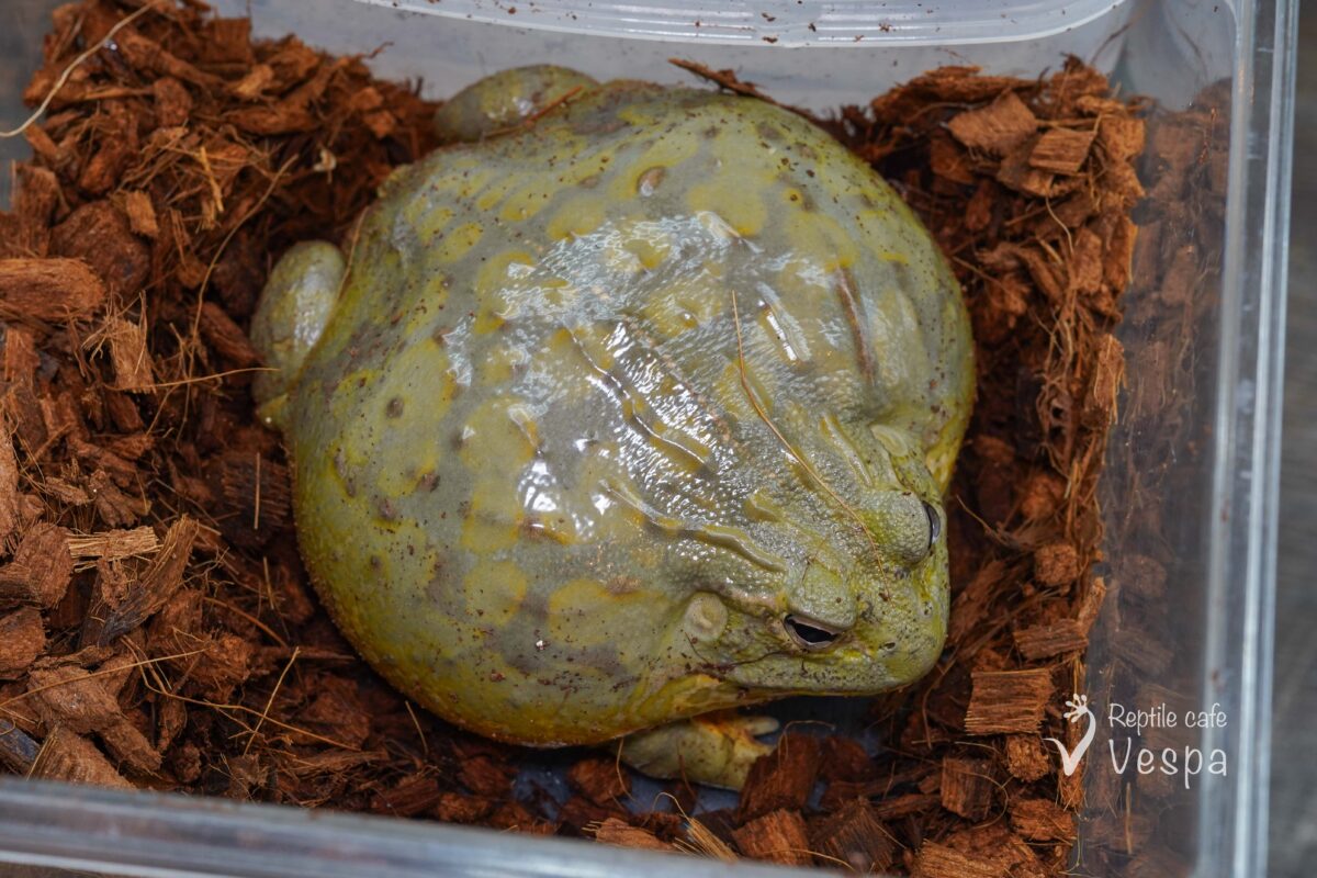 アフリカウシガエル