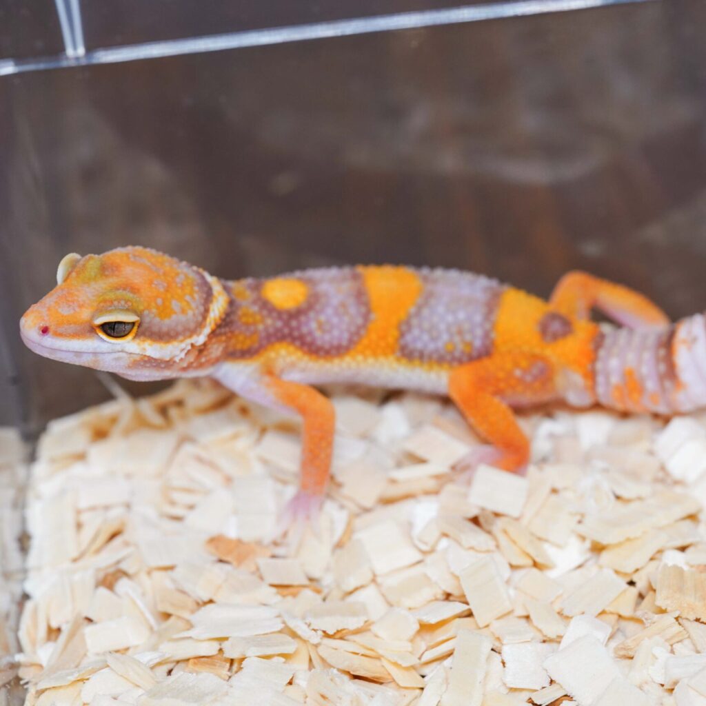 レオパードゲッコー　タンジェリンレインウォーター het BAE