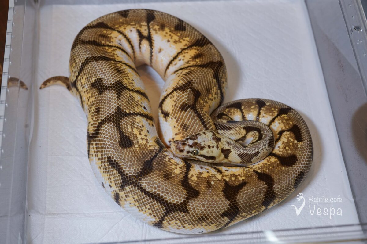 ボールパイソン　バンブルビー♀