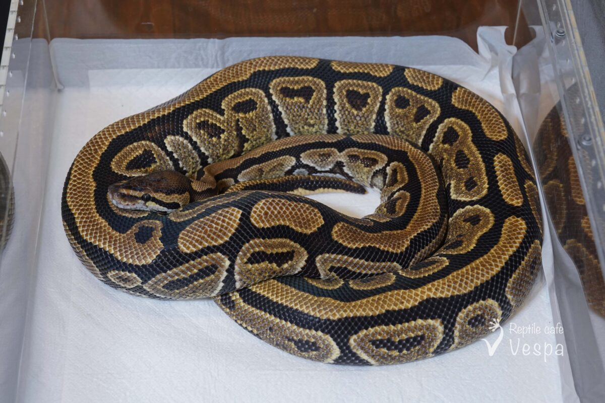 ボールパイソン　ノーマル♀