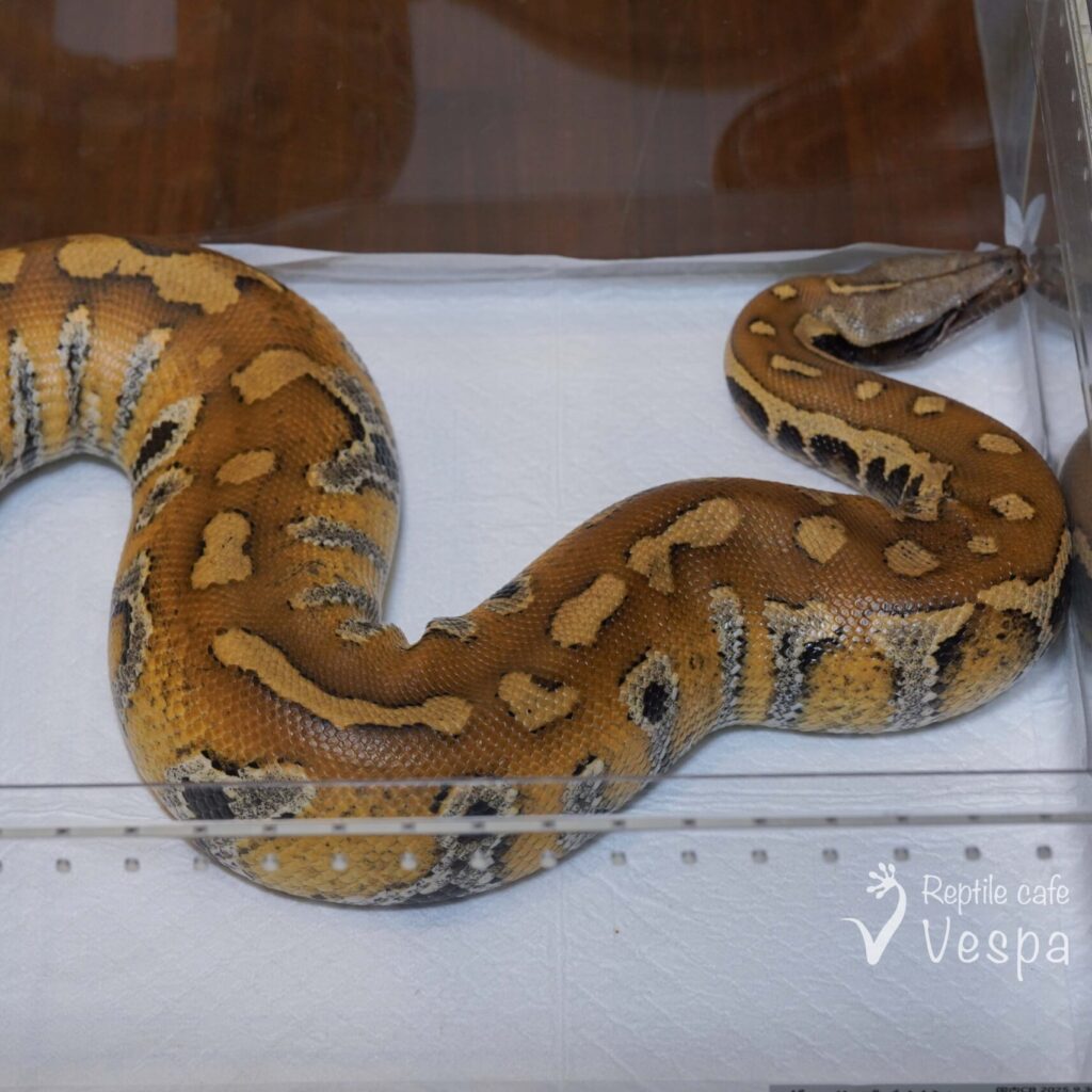 マラヤンブラッドパイソン♀