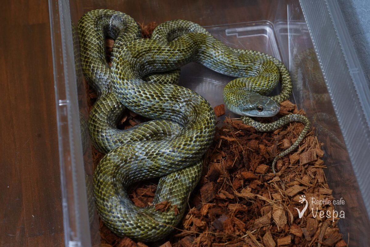 アオダイショウ　北海道産WC（室蘭）♀