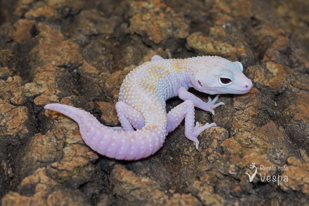 レオパードゲッコー　W&Yスノーラプター