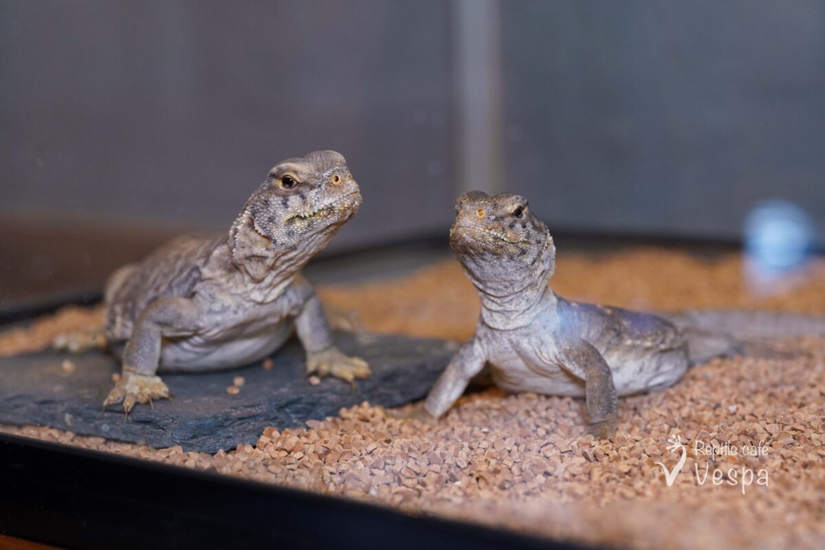 エジプトトゲオアガマ