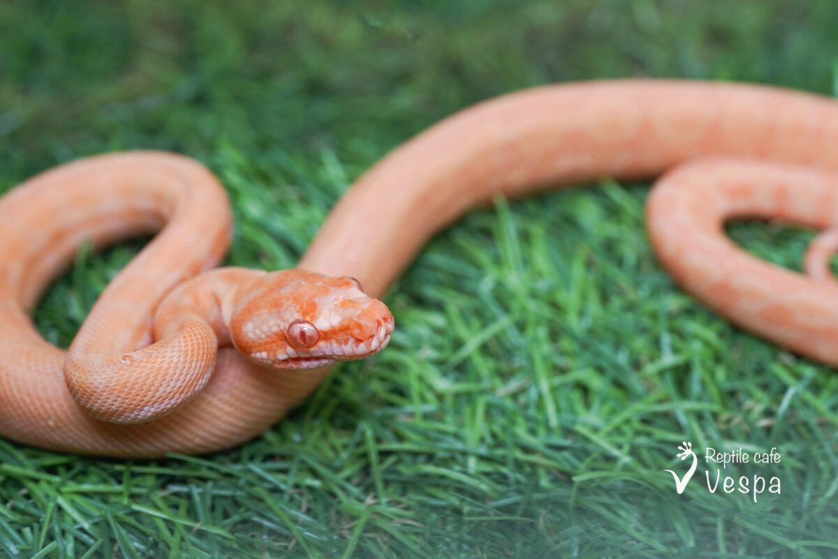 カーペットパイソン　アルビノ