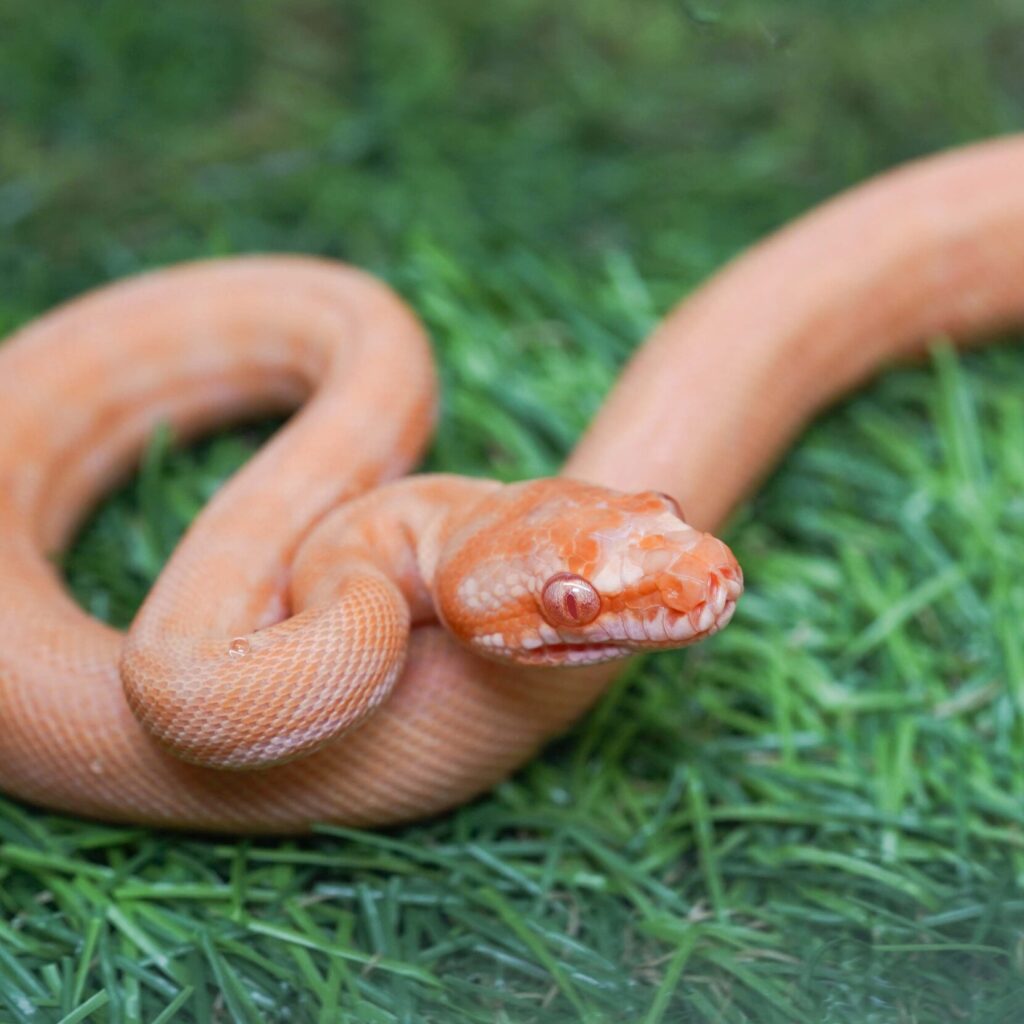 カーペットパイソン　アルビノ♀
