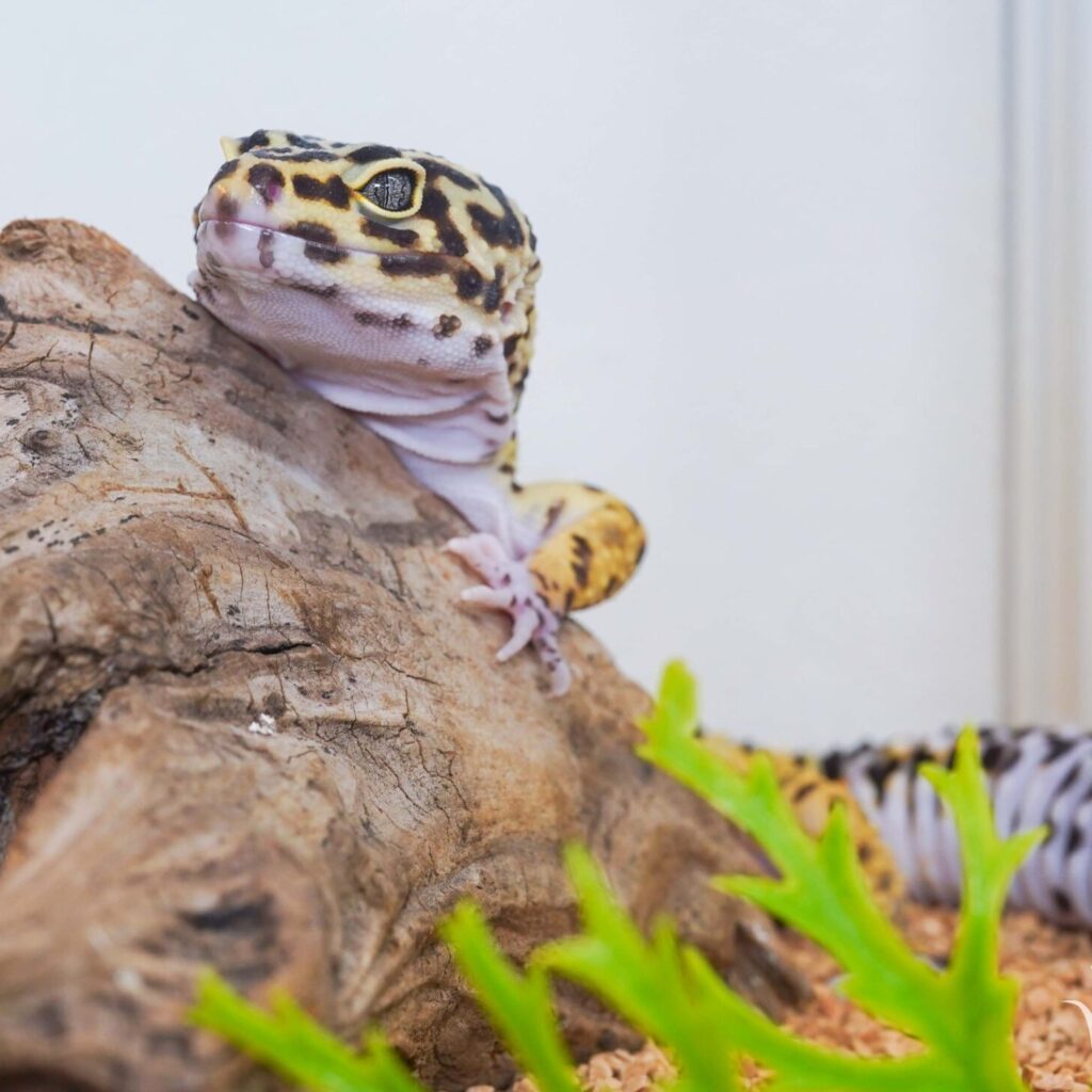 レオパードゲッコー　ボールドストライプ♂