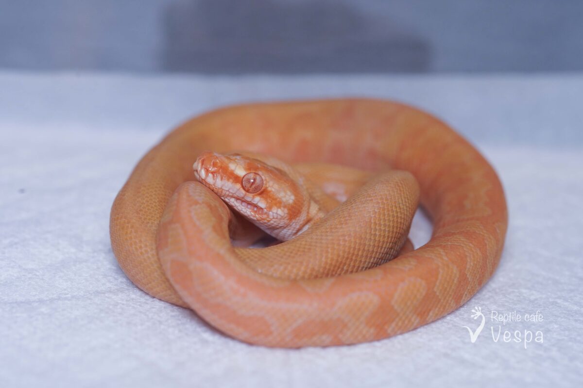 カーペットパイソン　アルビノ♀