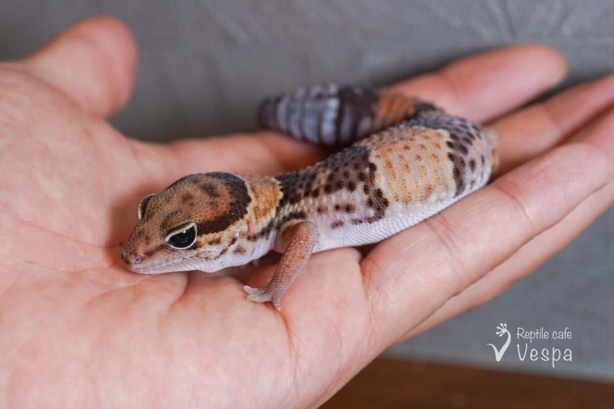 ニシアフリカトカゲモドキ　WC♀