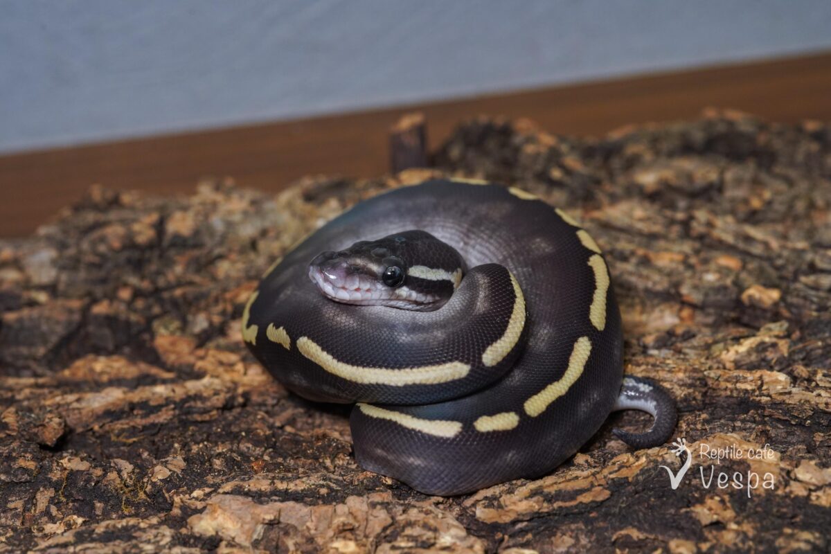ボールパイソン　GHIモハベ