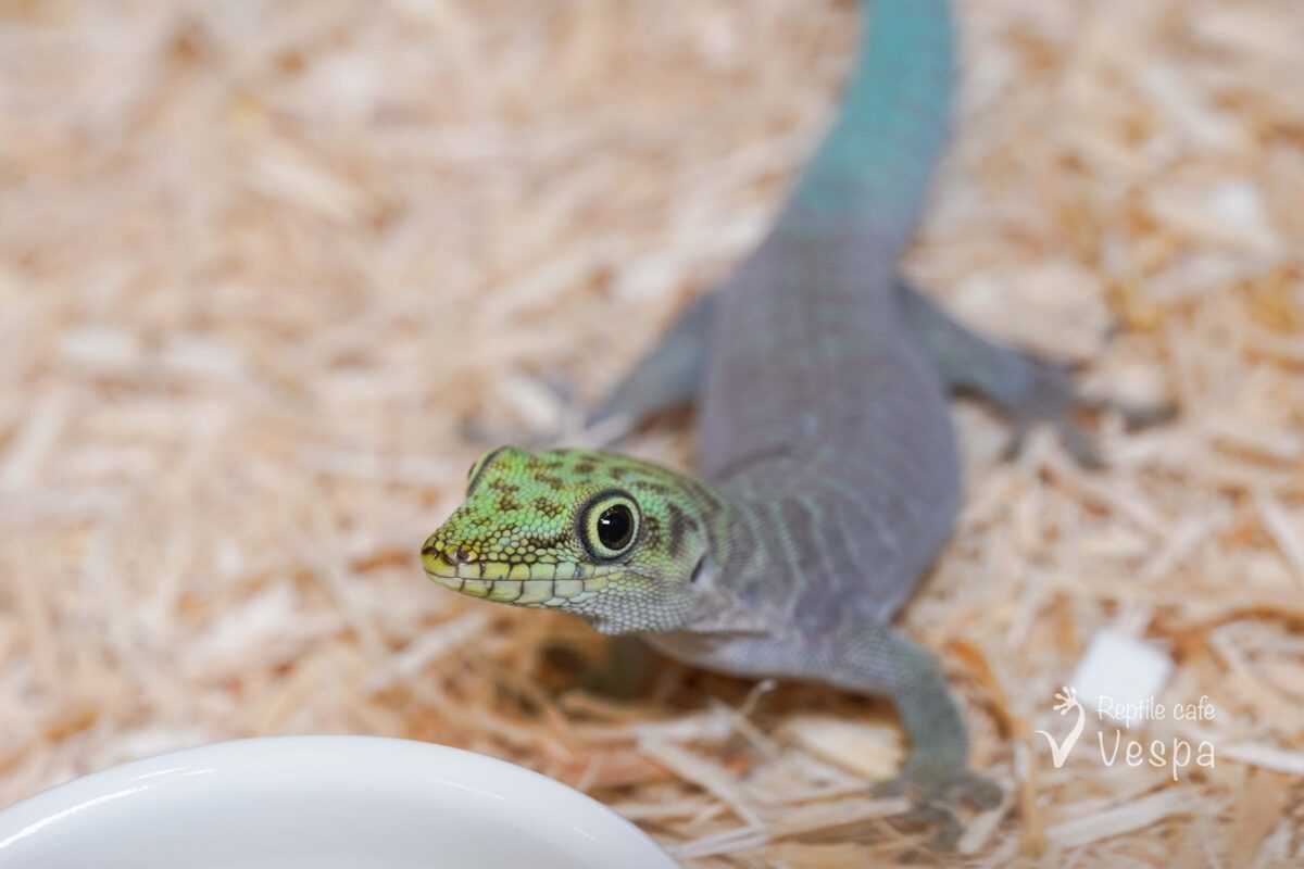 スタンディングヒルヤモリ