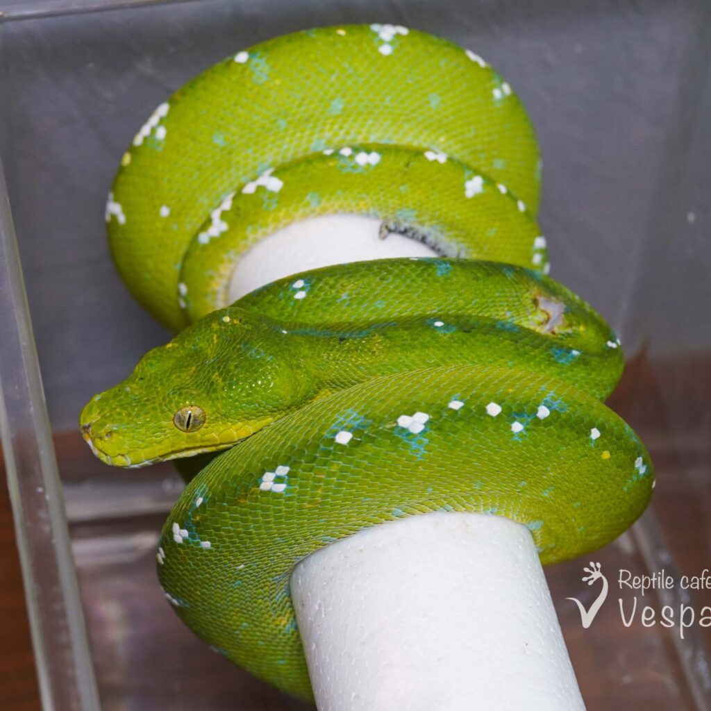 グリーンパイソン　アルー♂