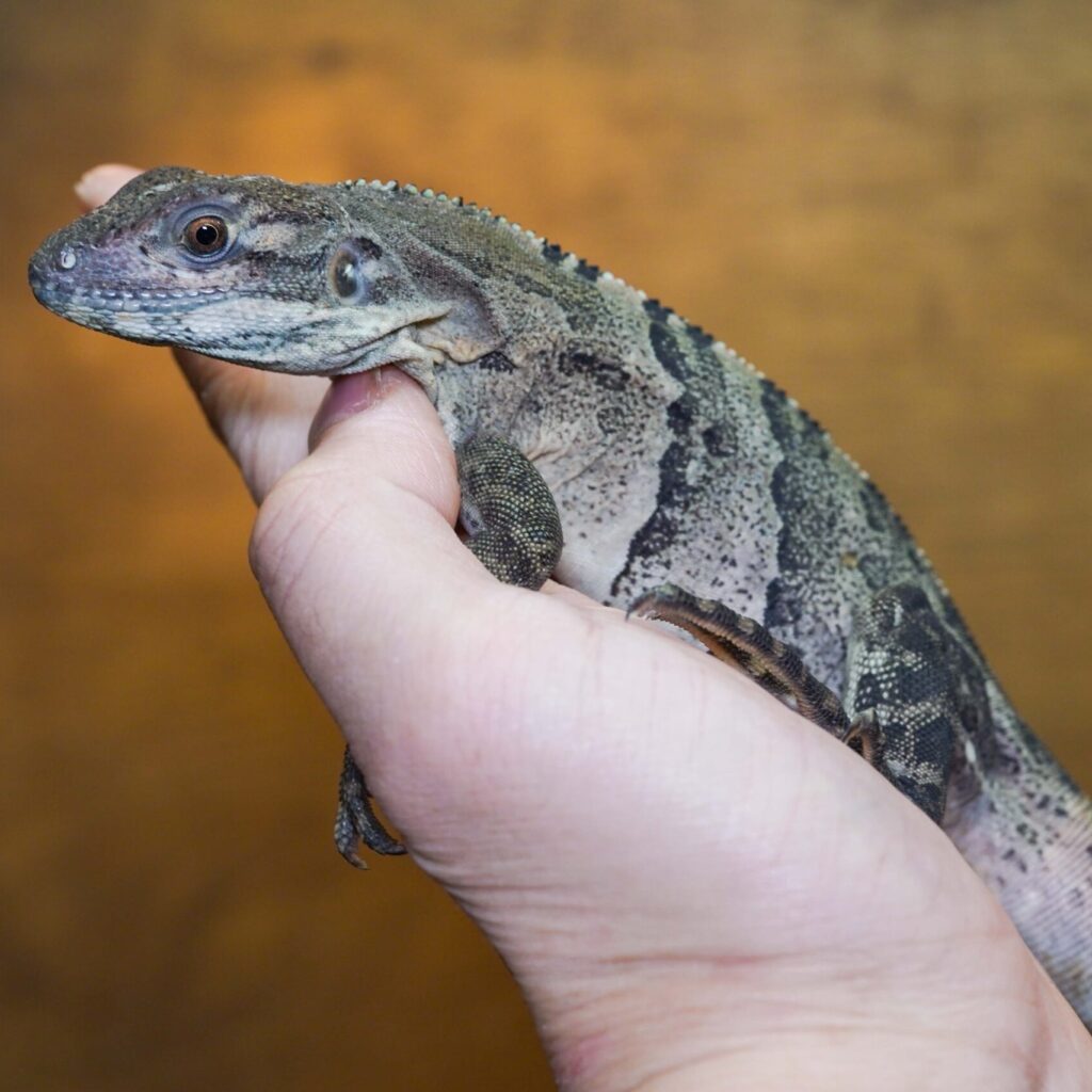 ツナギトゲオイグアナ　CBベビー