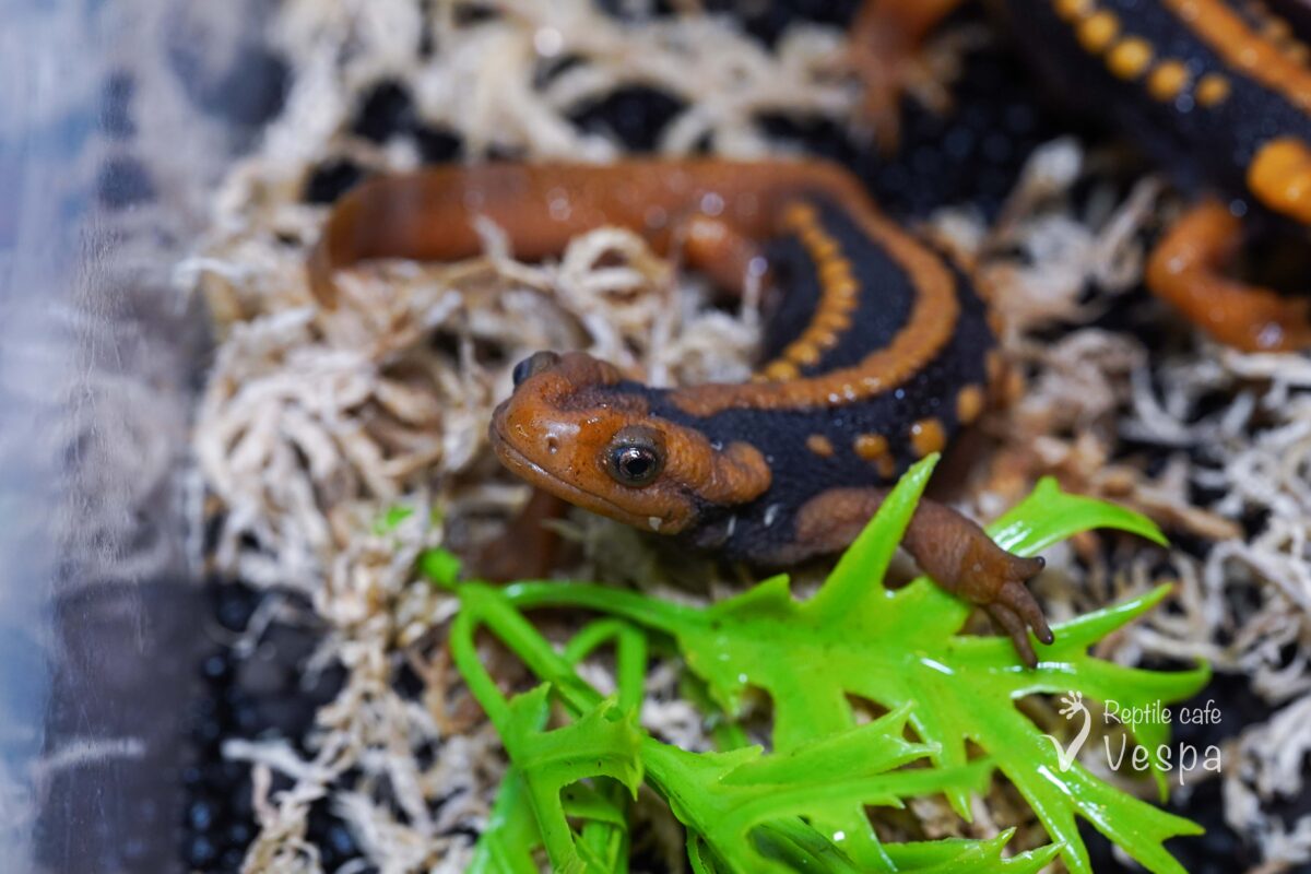 ミナミイボイモリ