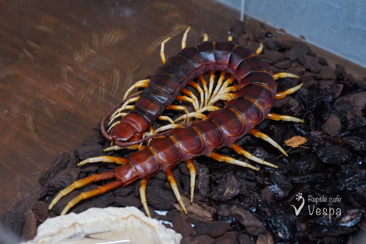 ペルビアンジャイアント　ホワイトレッグ