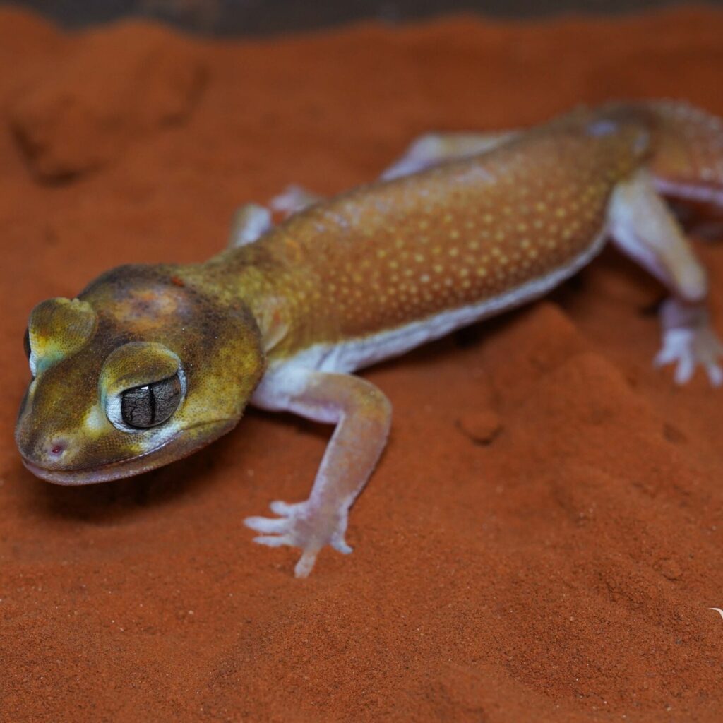 ナメハダタマオヤモリ　パターンレス het アルビノ♀
