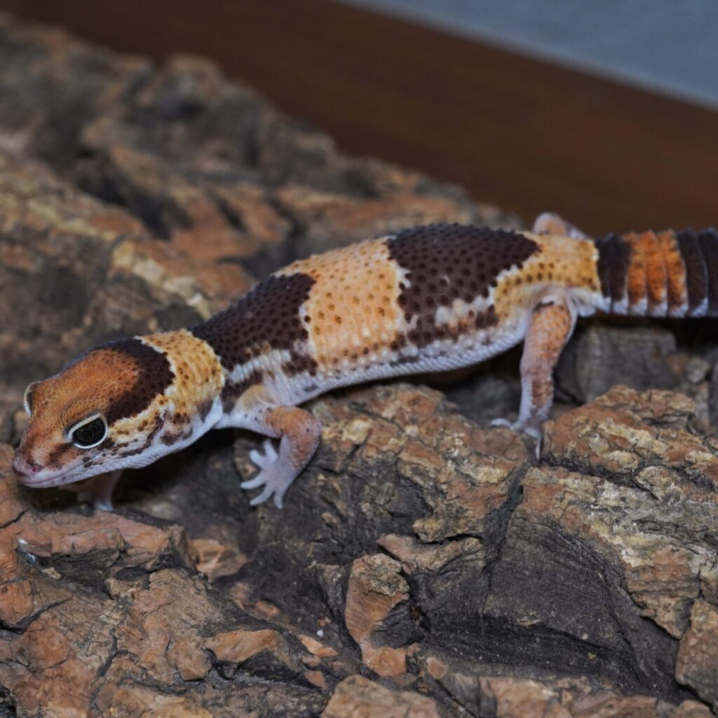 ニシアフリカトカゲモドキ ノーマル