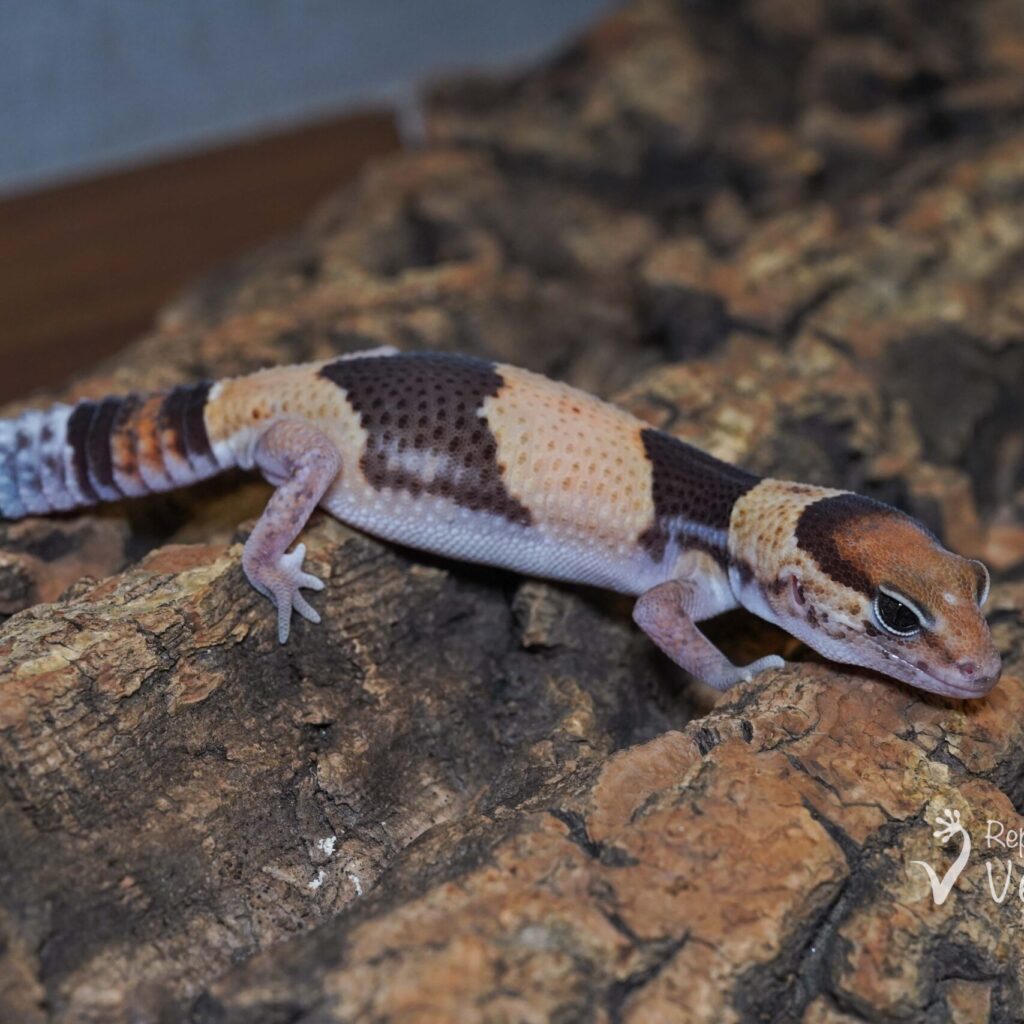 ニシアフリカトカゲモドキ ノーマル het ゴーストズールー